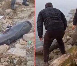 Amatör balıkçılar gözlerine inanamadı! 2 metre boyunda, 75 kilogram ağırlığında…