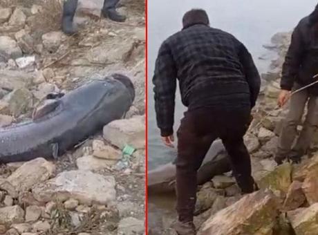 Amatör balıkçılar gözlerine inanamadı! 2 metre boyunda, 75 kilogram ağırlığında…