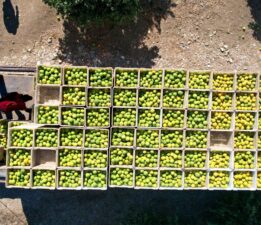 Çiftçinin yüzü gülmüyor: Verim düştü, kilosu 18 lirayı buldu