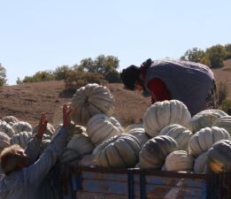 Damak çatlatan lezzet: Tarlada 5 lira, 11 kilometre uzaklıktaki pazarda 30 lira