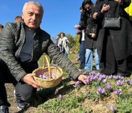 Dünyanın en pahalı baharatında hasat başladı