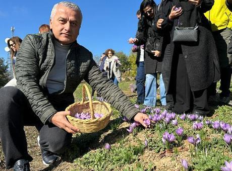 Dünyanın en pahalı baharatında hasat başladı