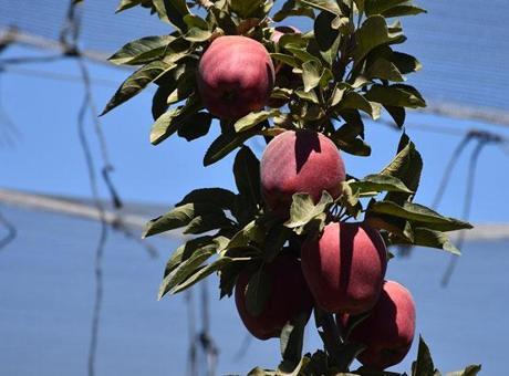 Elmada rekolte 600 bin tona ulaştı