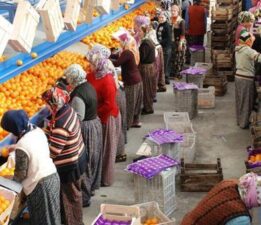 Finike portakalında taban fiyat belirlendi