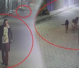 Hatay’da dehşete düşüren görüntü! 3 köpeğe parçalattı