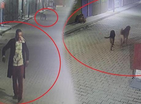 Hatay’da dehşete düşüren görüntü! 3 köpeğe parçalattı