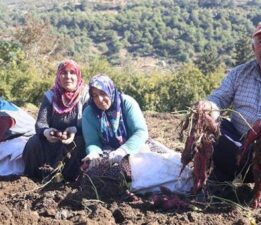 Tatlı patateste hasat zamanı