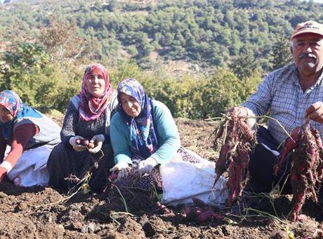 Tatlı patateste hasat zamanı