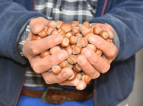 200 bin ton fındık pazara inmedi; üretici fiyatlarda artış bekliyor