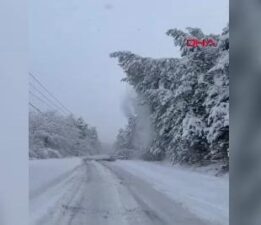 Abant yolunda devrilen çam ağaçları ulaşımı aksattı