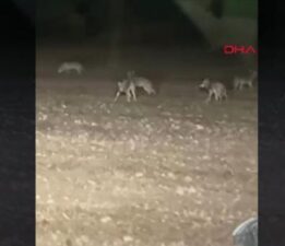 Ankara’da korku dolu anlar! Kurt sürüsü etrafını sardı: O anlar anbean kaydedildi