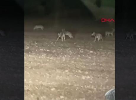 Ankara’da korku dolu anlar! Kurt sürüsü etrafını sardı: O anlar anbean kaydedildi