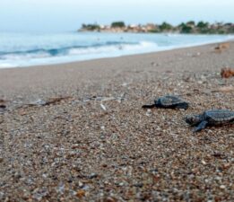 Antalya’da caretta caretta rekoru