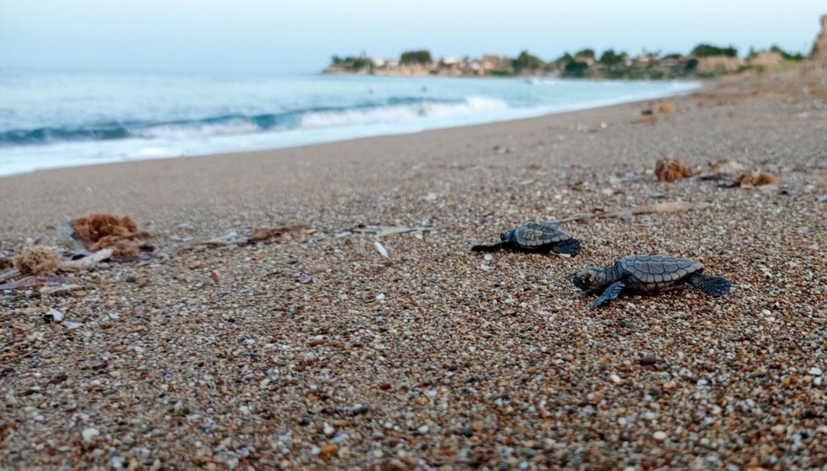 Antalya’da caretta caretta rekoru