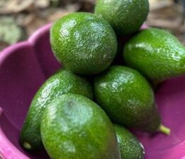 Avokado tarlada tanesi 20 TL’den alıcı buluyor