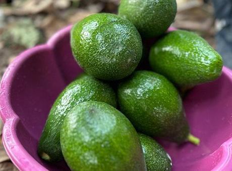 Avokado tarlada tanesi 20 TL’den alıcı buluyor