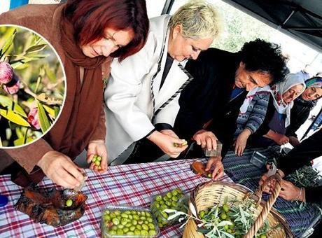 ‘Furma zeytini’ dünya sahnesinde