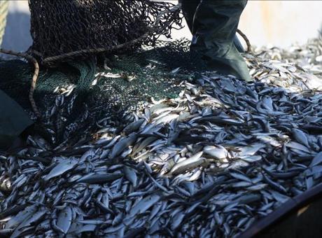 Karadeniz’in su ürünleri ihracat geliri yüzde 22 arttı