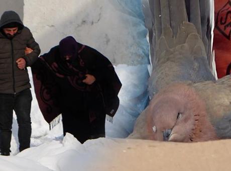 Kentte kar kalınlığı 80 cm’i buldu, kuşlar dondu: Böyle bir kış görmedik