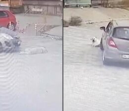 Köpeğin üzerinden geçip yoluna devam etti; o anlar anbean kaydedildi