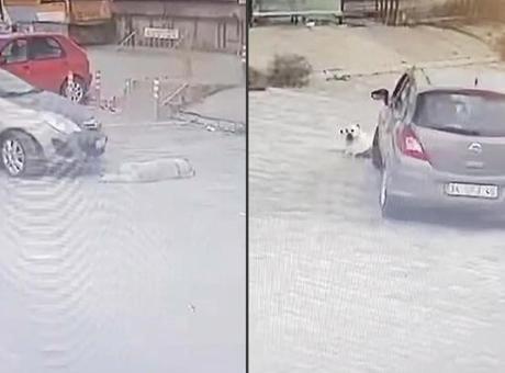 Köpeğin üzerinden geçip yoluna devam etti; o anlar anbean kaydedildi