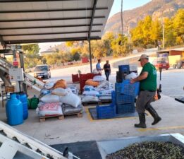 Köyceğiz’de zeytinyağı mesaisi başladı: Bu yıl verim düşük