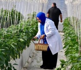 Organik tarıma sağlanan destek 11 milyar lirayı buldu