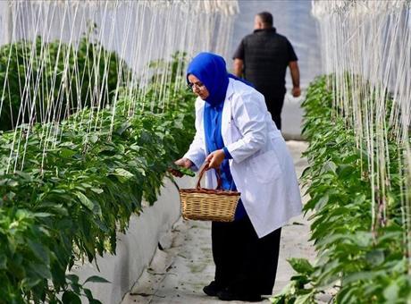 Organik tarıma sağlanan destek 11 milyar lirayı buldu