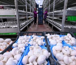 Sadece kadınlar çalışıyor: Günde 3 ton üretim ile 48 ilin ihtiyacını karşılıyorlar