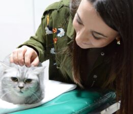 Sürekli hapşıran Şahika isimli kedi sağlığına kavuştu