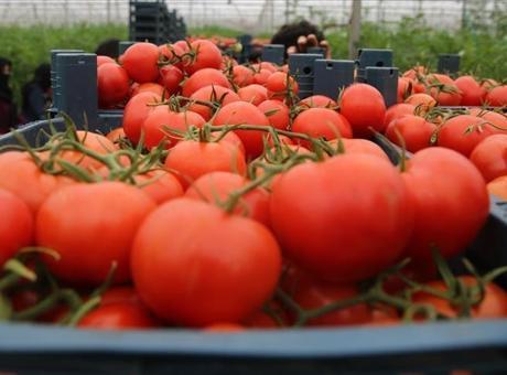 Türkiye’den 361 milyon dolarlık domates ihraç edildi