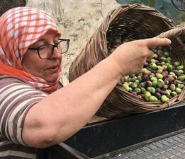 Zeytin hasadı başladı: Günlük 3 bin liraya çalışacak personel bulunamıyor