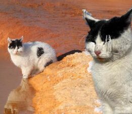 Burası Sibirya değil Sivas! Kedi soğuktan ‘dondu’