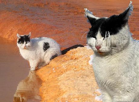 Burası Sibirya değil Sivas! Kedi soğuktan ‘dondu’