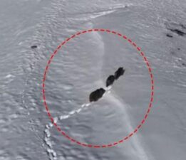 Drone çekiminde fark edildiler! Ormana girerek gözden kayboldular