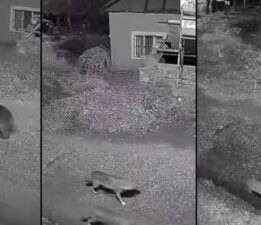Görüntüler şaşkına çevirdi! Ayı, kurt ve tilki farklı saatlerde aynı yerden geçti