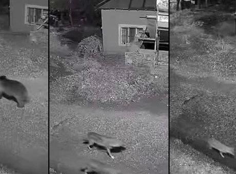 Görüntüler şaşkına çevirdi! Ayı, kurt ve tilki farklı saatlerde aynı yerden geçti