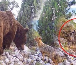 Her biri tek tek kameraya takıldı! Ayı, yaban tavşanı ve çakal