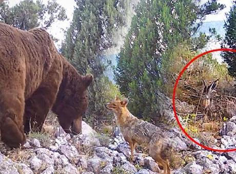 Her biri tek tek kameraya takıldı! Ayı, yaban tavşanı ve çakal