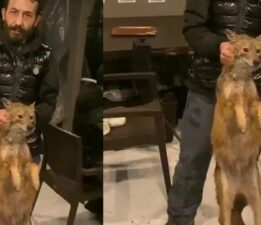 İstanbul Boğazı’nda şoke eden olay! Balık tutarken tilki yakaladılar