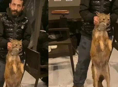 İstanbul Boğazı’nda şoke eden olay! Balık tutarken tilki yakaladılar