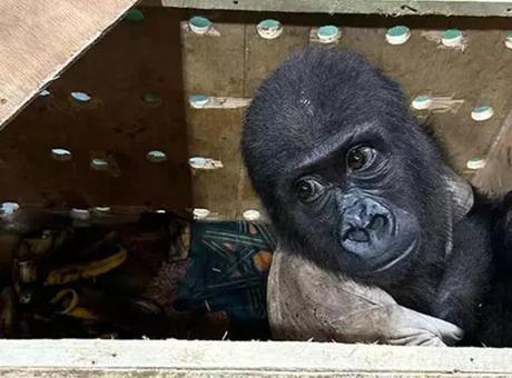 İstanbul Havalimanı’nda bulunmuştu! Tayland’daki çiftlikte inanılmaz manzara