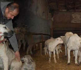 Kuzuların süt annesi ‘çoban köpeği’ oldu: Hiçbirinde bir hastalık yok