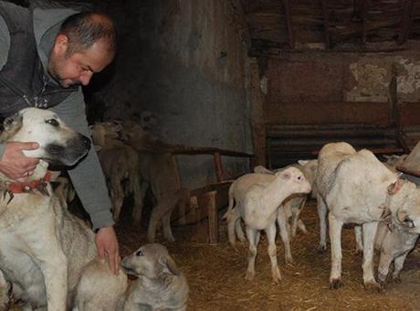 Kuzuların süt annesi ‘çoban köpeği’ oldu: Hiçbirinde bir hastalık yok