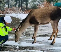 Salda Gölü çevresinde görüntülendi! Kızıl geyikler kayda alındı