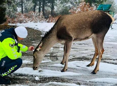 Salda Gölü çevresinde görüntülendi! Kızıl geyikler kayda alındı