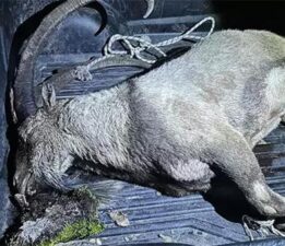 Tunceli’de milletvekilinin de eşlik ettiği kaçak av! Ceza iki katına çıktı