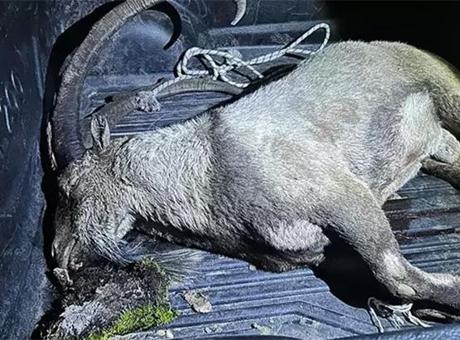Tunceli’de milletvekilinin de eşlik ettiği kaçak av! Ceza iki katına çıktı