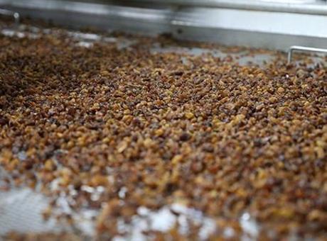 Türkiye’nin kuru üzüm ihracatı 525 milyon doları aştı
