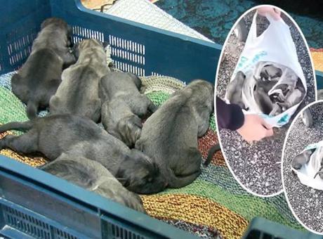 Vicdansızlığın böylesi! Çöp konteynerinde ağzı bağlı poşette 11 yavru köpek bulundu